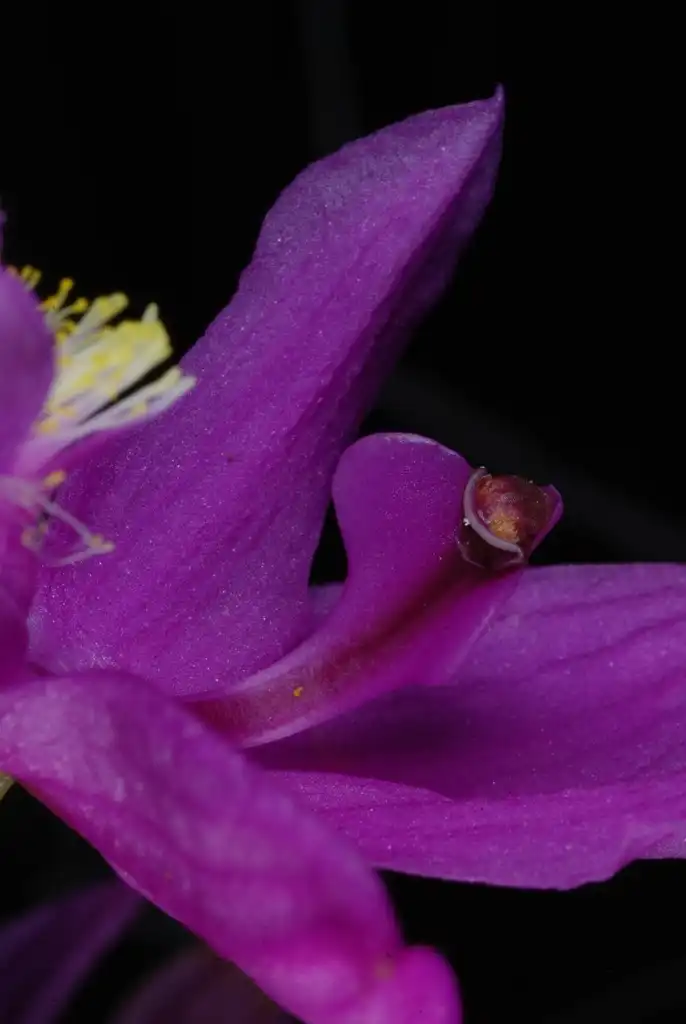 Foto de Calopogon tuberosus var. tuberosus (Calopogon tuberosus var. tuberosuss)