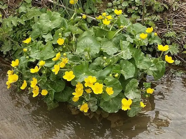 Photo of Caltha palustris (Caltha palustriss)