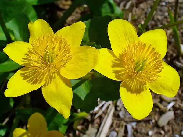 Photo of Caltha palustris (Caltha palustriss)