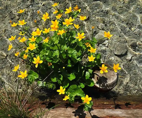 Photo of Caltha palustris - Whole plant:Michael Gäbler