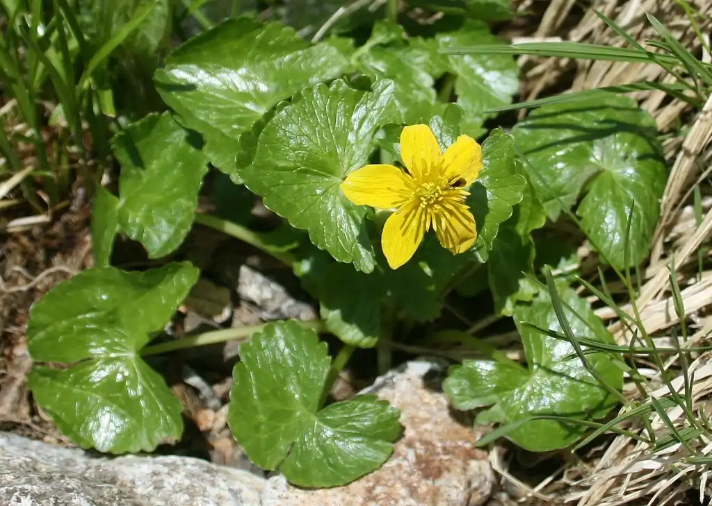 Photo of Caltha palustris - Whole plant:Alpsdake from Wikimedia Commons