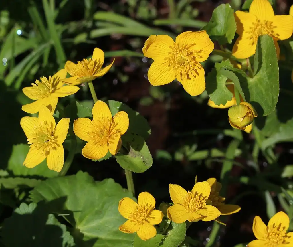 Photo of Caltha palustris - Cluster of Flowers:Alpsdake from Wikimedia Commons