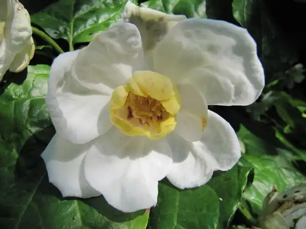 Foto de Calycanthus chinensis (Calycanthus chinensiss)
