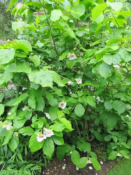 Foto de Calycanthus chinensis (Calycanthus chinensiss)