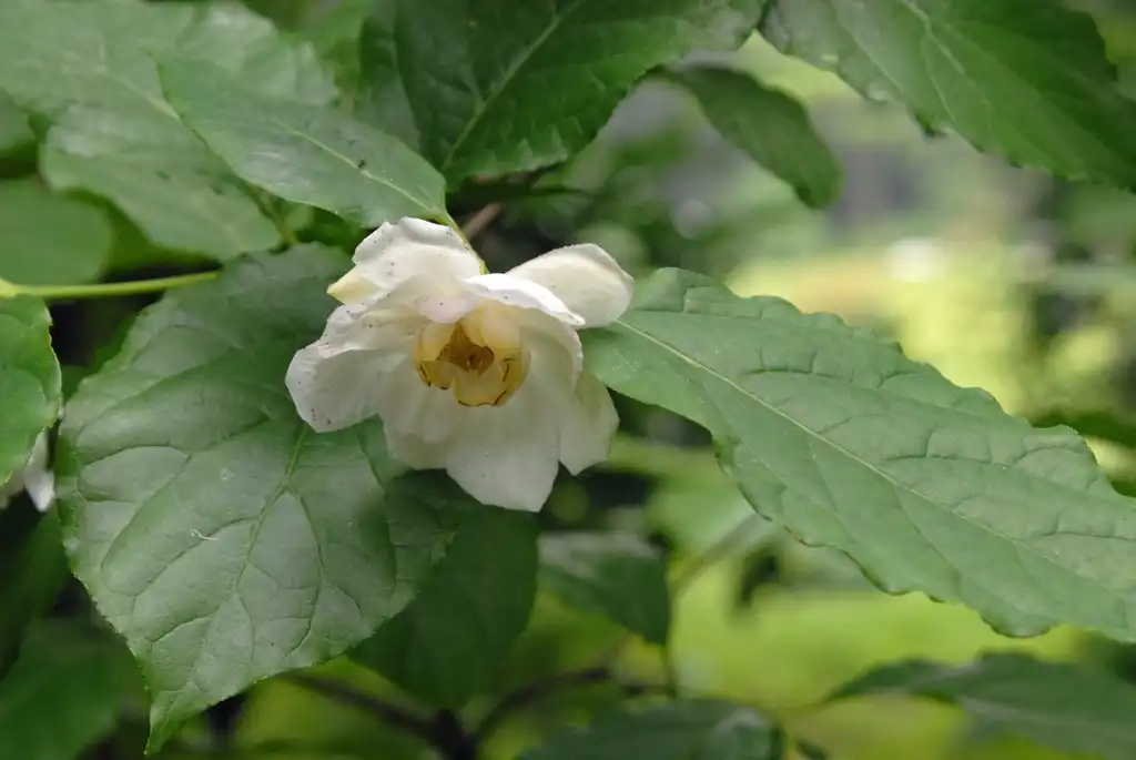 Foto de Calycanthus chinensis - Flower and Leaves Close-up:Jim Robbins