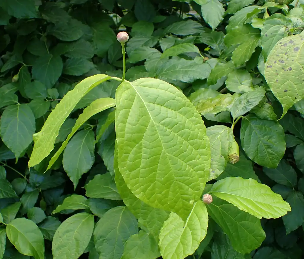 Foto de Calycanthus chinensis - Leaf close-up:Krzysztof Ziarnek, Kenraiz