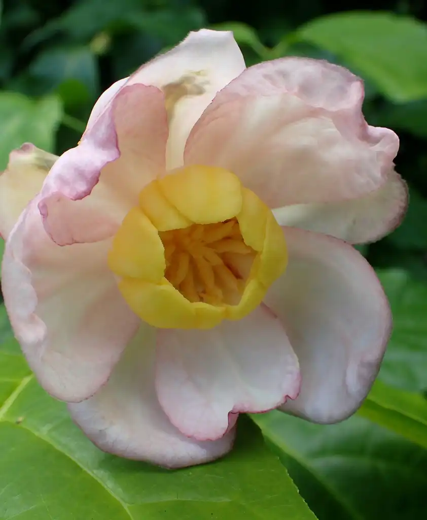 Foto de Calycanthus chinensis - Flower close-up:Krzysztof Ziarnek, Kenraiz