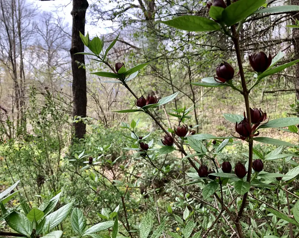 Photo of Calycanthus floridus (Calycanthus floriduss)