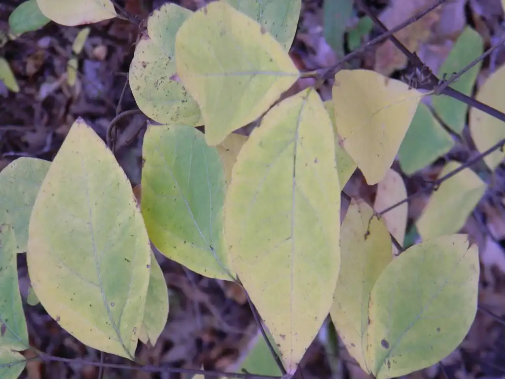 Photo of Calycanthus floridus - 'Athens' Leaves (Buncombe County, NC):Randy Harter