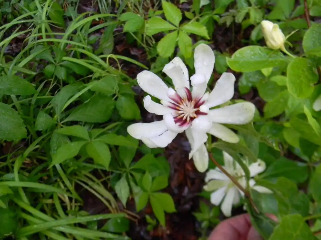 Photo of Calycanthus floridus - 'Venus' Flower and leaves (Buncombe County, NC):Randy Harter