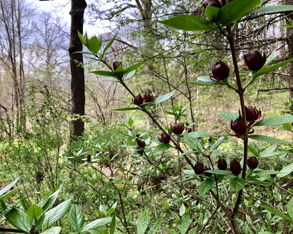 Photo of Calycanthus floridus - Allspice growing in full shade. Though it looks fairly bright in April, the trees and shrubs fill out this interior spot and turn it to deep shade.:Marcia Boyle