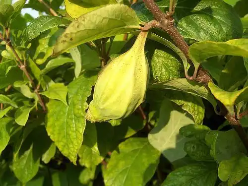 Photo of Calycanthus floridus - fruit:Phillip Merit