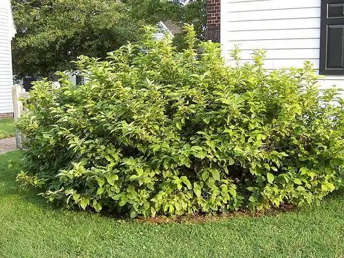 Photo of Calycanthus floridus - habit:Phillip Merit