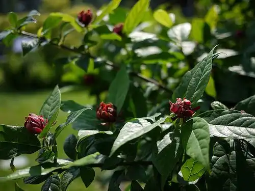 Photo of Calycanthus floridus - leaves & flowers habit:Madeleine Bell