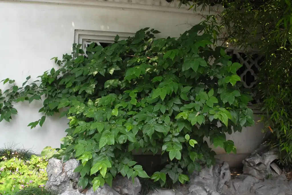 Photo of Calycanthus floridus - Form:Jim Robbins