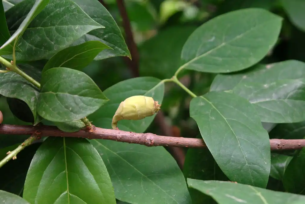 Photo of Calycanthus floridus - Fruit and Leaves:Jim Robbins