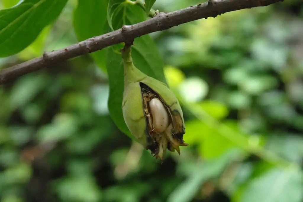 Photo of Calycanthus floridus - Fruit Seed:Jim Robbins