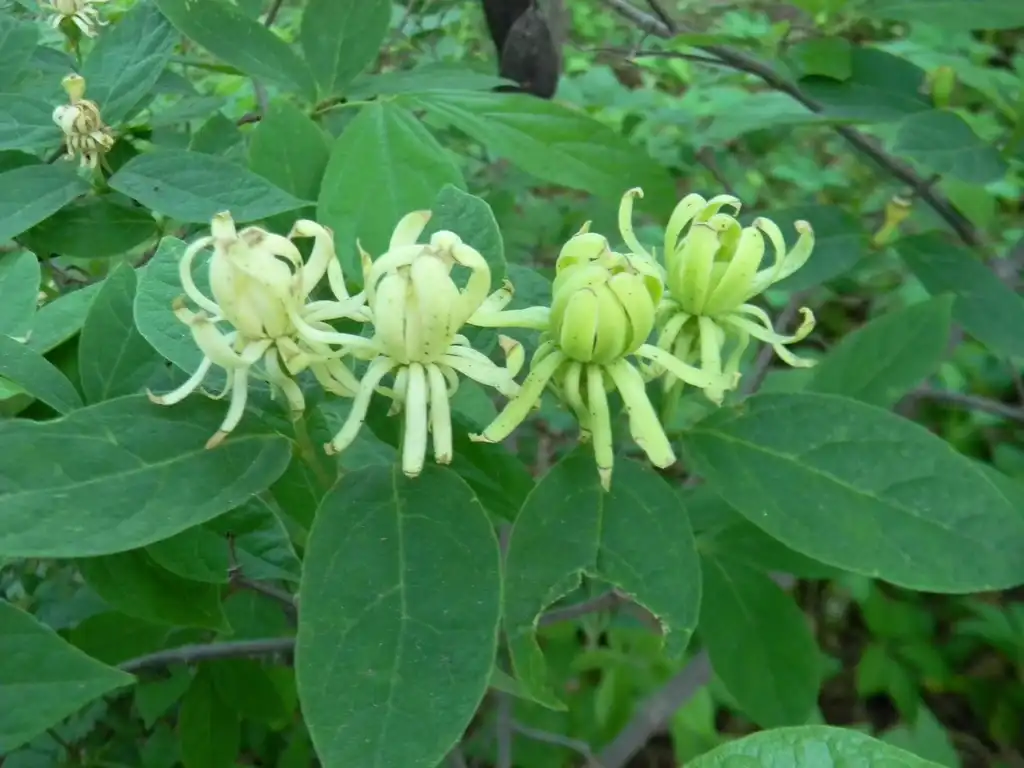 Photo of Calycanthus floridus - 'Athens' Flower and leaves (Buncombe County, NC):Randy Harter