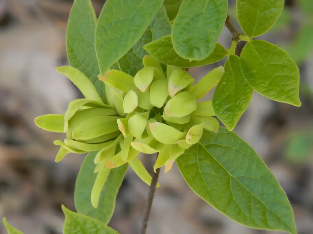 Photo of Calycanthus floridus - 'Athens' Inside bloom (Buncombe County, NC):Randy Harter