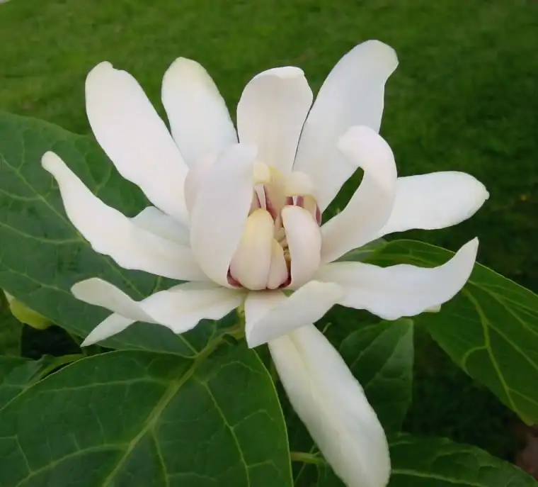 Фото Calycanthus 'Venus' (Calycanthus 'Venus's)