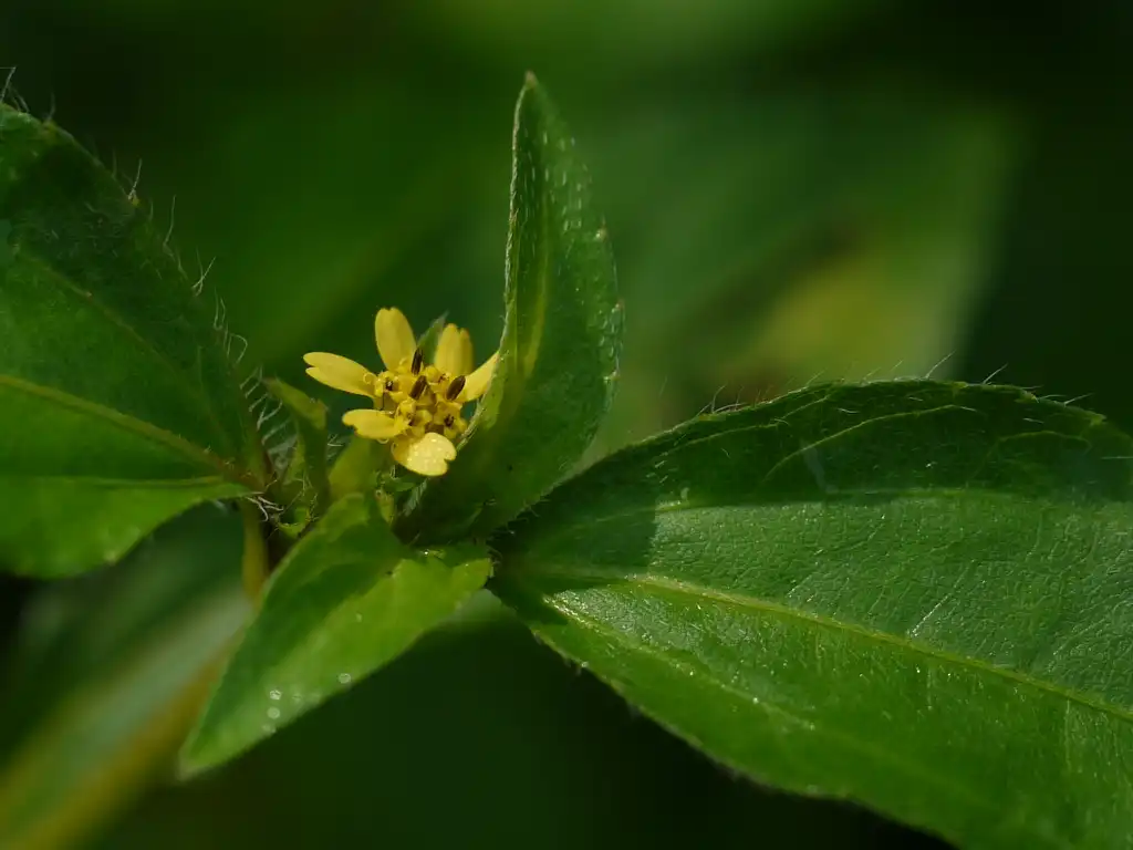 Foto de Calyptocarpus vialis (Calyptocarpus vialiss)