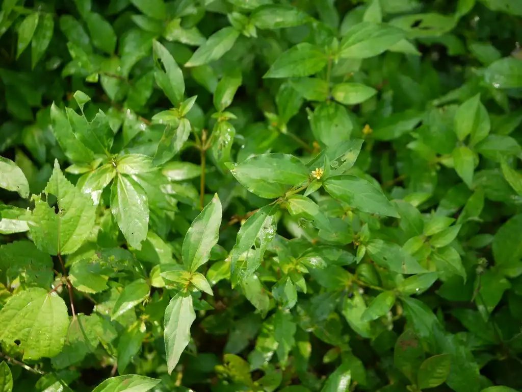 Foto de Calyptocarpus vialis (Calyptocarpus vialiss)