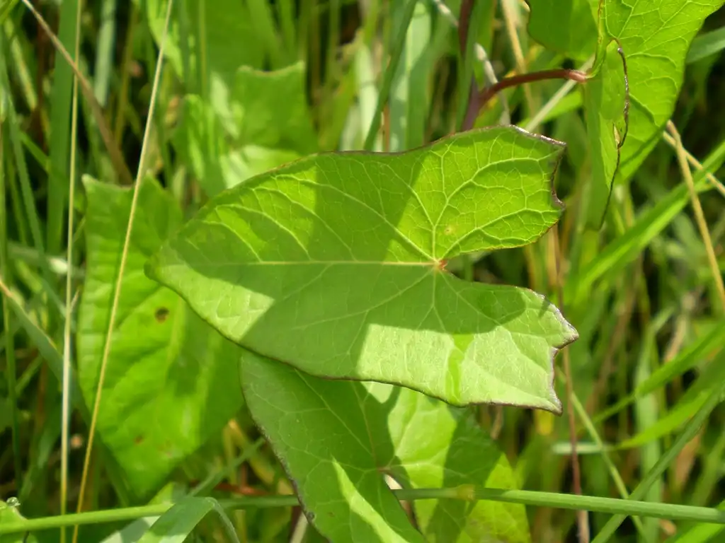 Photo of Calystegia sepium - Leaves:Rob Hille
