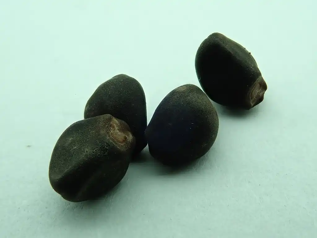 Photo of Calystegia sepium - Seeds:salicin