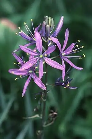 Фото Camassia cusickii (Camassia cusickiis)