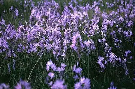 Фото Camassia cusickii (Camassia cusickiis)