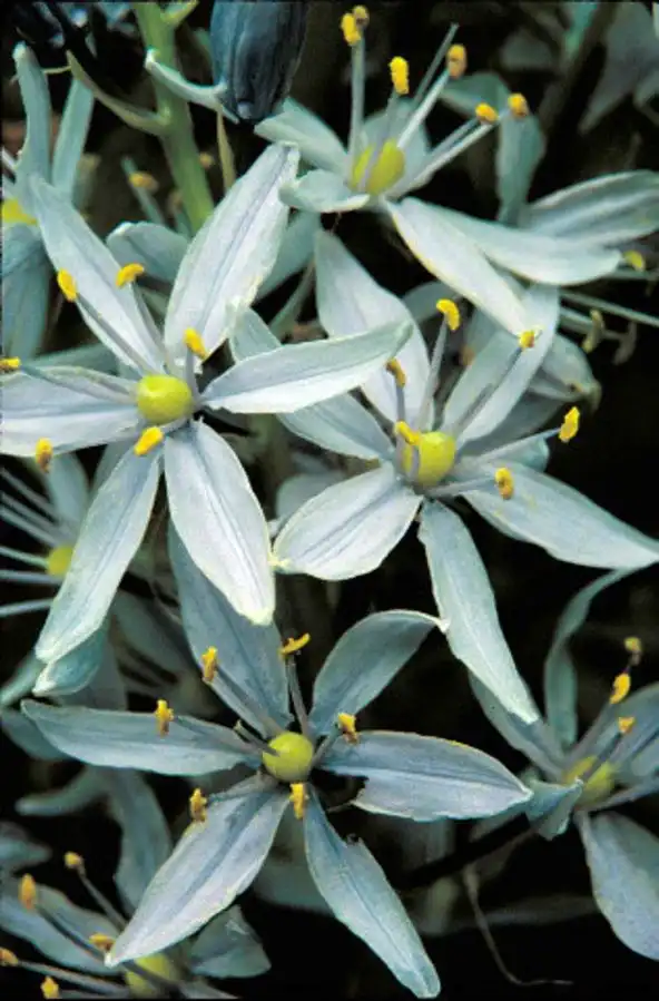 Photo of Camassia scilloides (Camassia scilloidess)