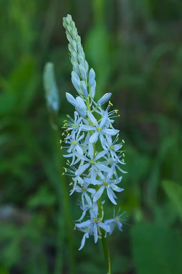 Photo of Camassia scilloides (Camassia scilloidess)