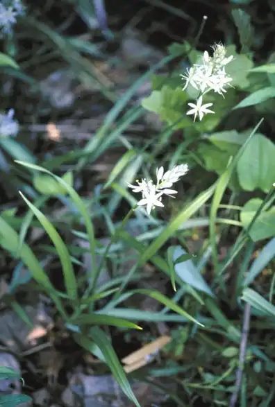 Photo of Camassia scilloides - Whole plant:EPA