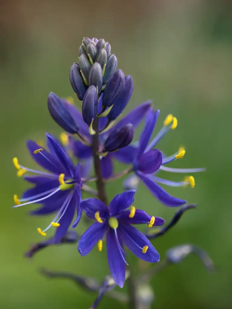 Foto de Camassia (Camassias)