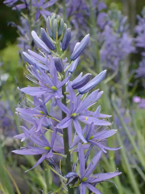 Foto de Camassia (Camassias)
