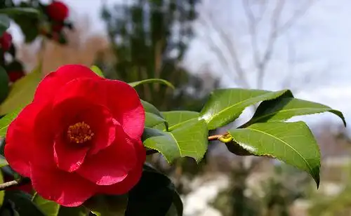 Photo of Camellia japonica (Camellia japonicas)