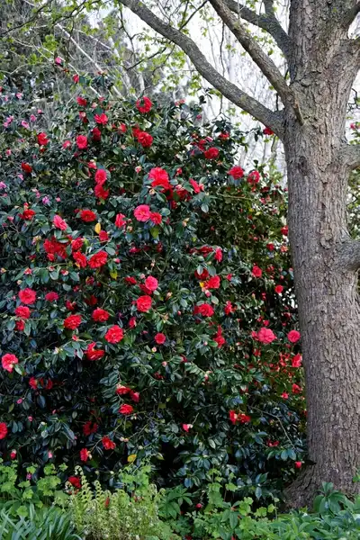 Photo of Camellia japonica (Camellia japonicas)
