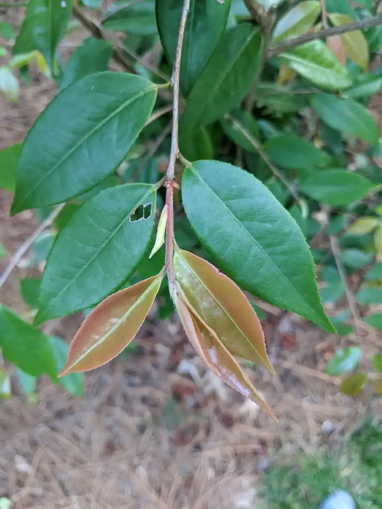 Photo of Camellia japonica - Leaves (Cabarrus County, NC):Hope Duckworth
