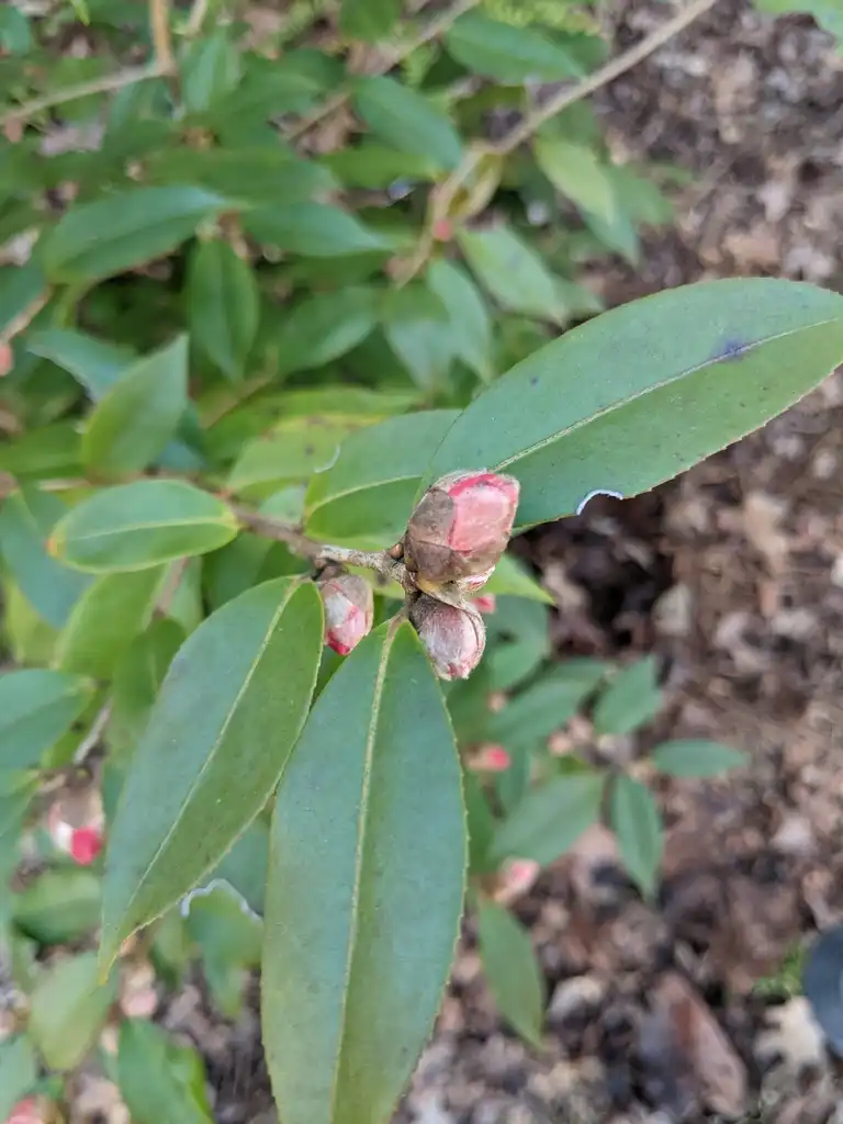 Photo of Camellia japonica - Buds and Leaves (Cabarrus County, NC)-Late Winter:Hope Duckworth