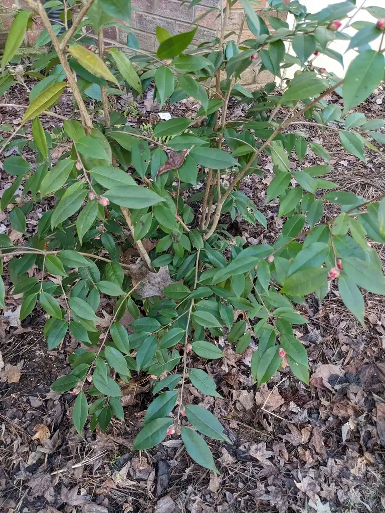Photo of Camellia japonica - 'Crimson Candles' Form (Cabarrus County,NC)-Late Winter:Hope Duckworth