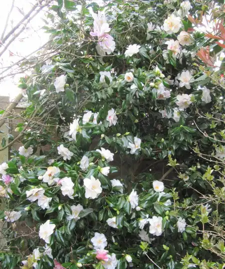 Photo of Camellia japonica - Whole Plant:Leonora_Enking