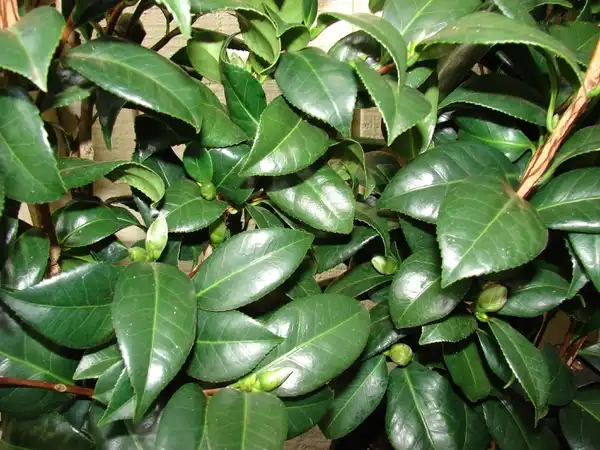 Photo of Camellia japonica - :Forest and Kim Starr