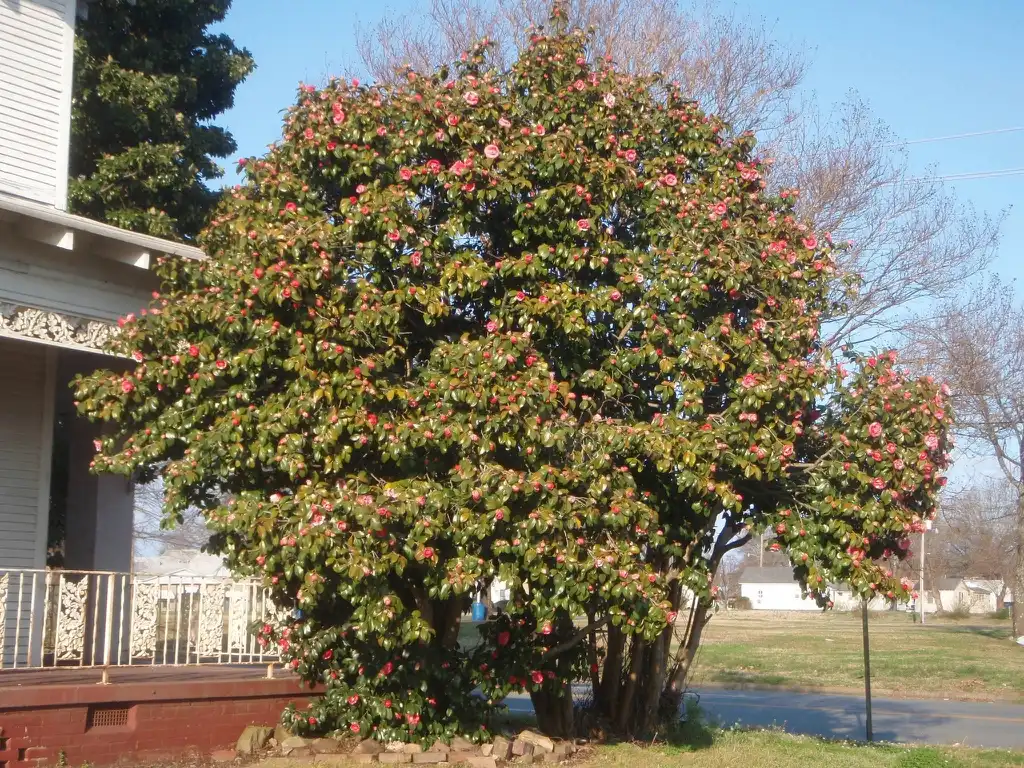Photo of Camellia japonica - Camellia japonica - in bloom full plant:Jim Lawrence