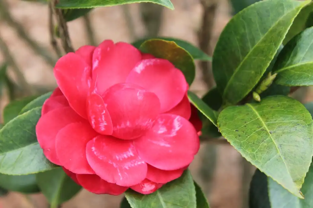 Photo of Camellia japonica - 'Black Tie' at NHC Arboretum in Wilmington, NC:skdavidson