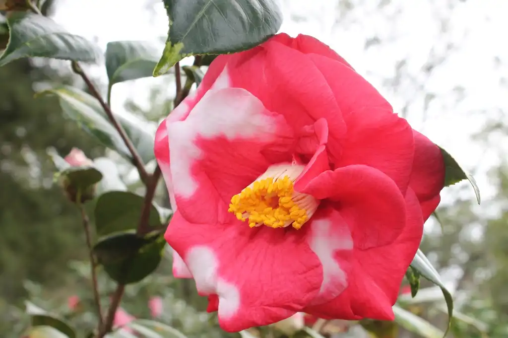 Photo of Camellia japonica - 'Adolphe Audusson Special' at NHC Arboretum in Wilmington, NCflower 3:skdavidson