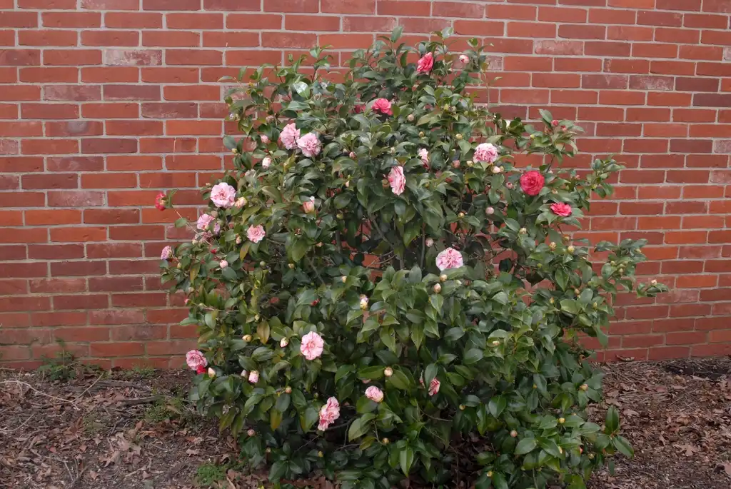 Photo of Camellia japonica - Flower Form:Jim Robbins