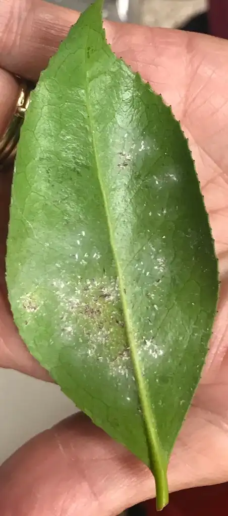 Photo of Camellia japonica - Tea scale (Wilson County,NC):Cynthia Lauderdale