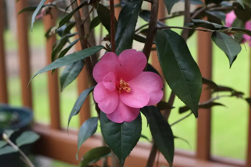 Photo of Camellia japonica - Flower Close-up (Cabarrus County, NC):Hope Duckworth