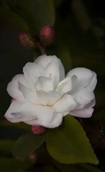 Фото Camellia oleifera (Camellia oleiferas)