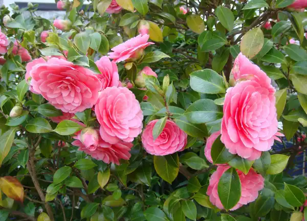 Фото Camellia oleifera (Camellia oleiferas)